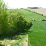 Haie champêtre pluristrate- Arbres & Paysages Tarnais