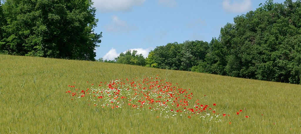 Association Arbres & Paysages Tarnais - Haie champêtre