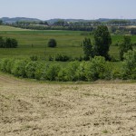 Haie champêtre pluristrate - Arbres & Paysages Tarnais
