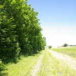 Haie champêtre pluristrate - Arbres & Paysages Tarnais