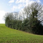 Haie naturelle-Arbres & Paysages Tarnais