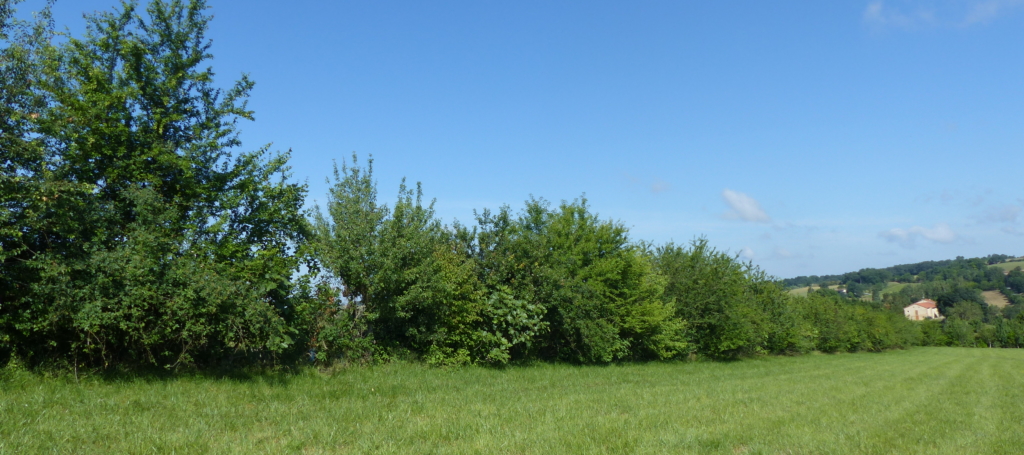 Association Arbres & Paysages Tarnais - Haie champêtre