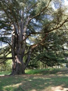 Arbres et Paysages Tarnais