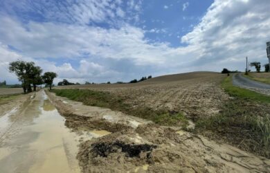 Lautrec - Arbres et Paysages Tarnais